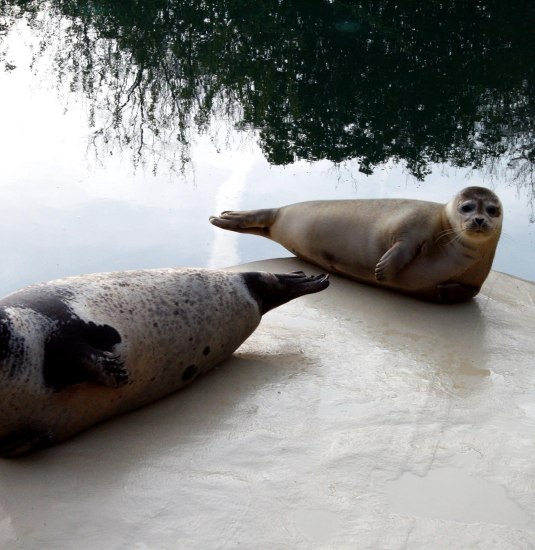 Seehunde im Zoo Neuwied | © Pressebüro der Stadt Neuwied Seehunde im Zoo Neuwied | © Pressebüro der Stadt Neuwied