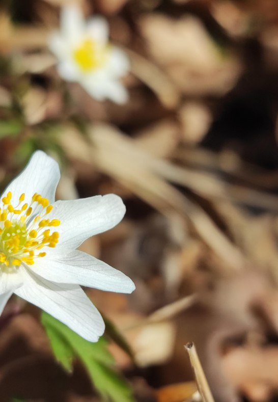 Blume | © Ulrike Dallmann