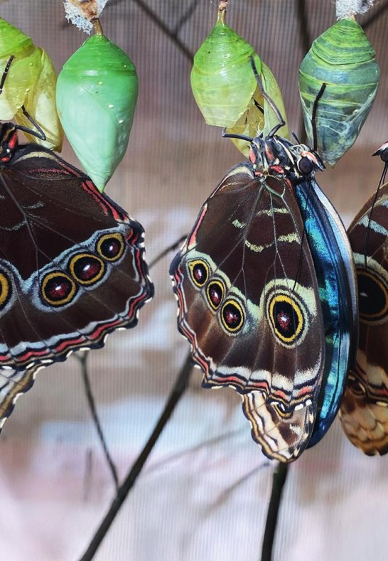 Schmetterling 03 | © Fürstlich Sayn-Wittgenstein’sche Verwaltung Schmetterling 03 | © Fürstlich Sayn-Wittgenstein’sche Verwaltung