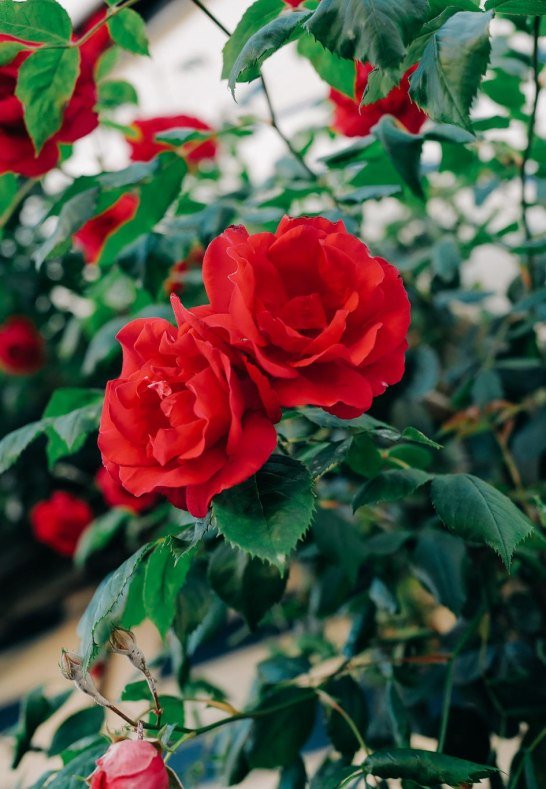 Roses side entrance