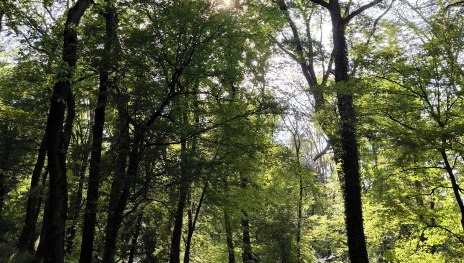 Wald | &copy; Tourist-Information Bad Breisig
