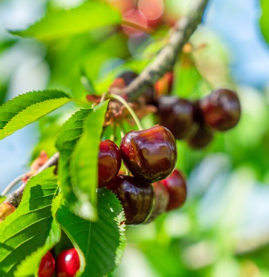 &copy; Katja S. Verhoeven / Zweckverband Welterbe Oberes Mittelrheintal